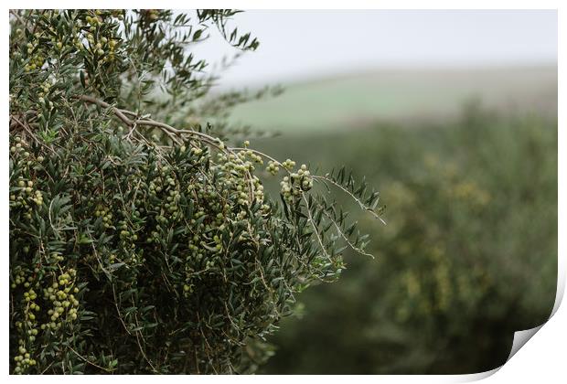 Olives Print by Paulo Sousa