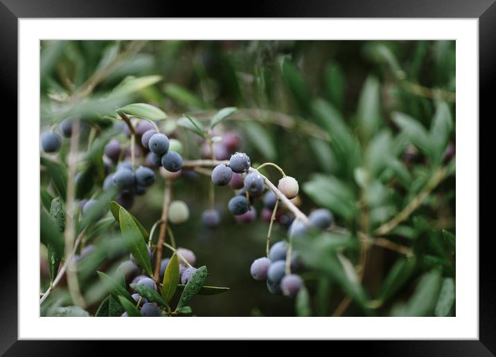 Black olives Framed Mounted Print by Paulo Sousa
