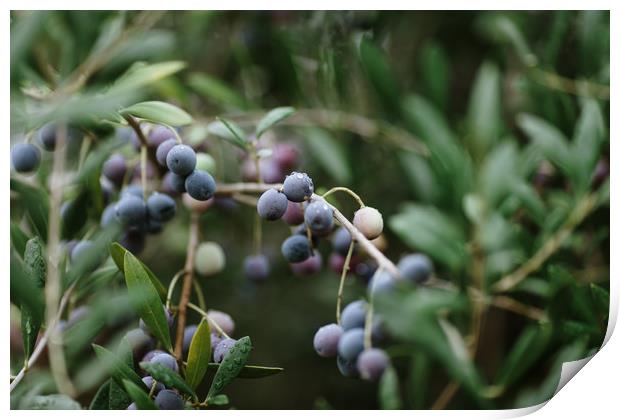Black olives Print by Paulo Sousa