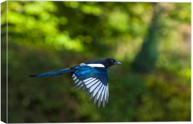 European magpie in flight Canvas Print by Andrew Michael