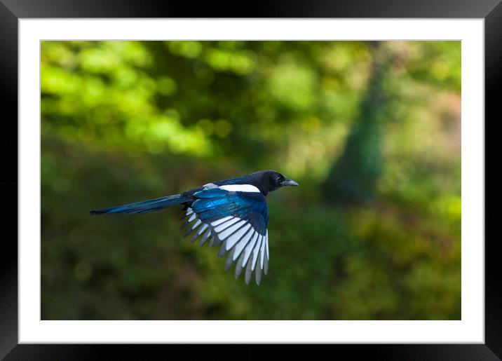 European magpie in flight Framed Mounted Print by Andrew Michael