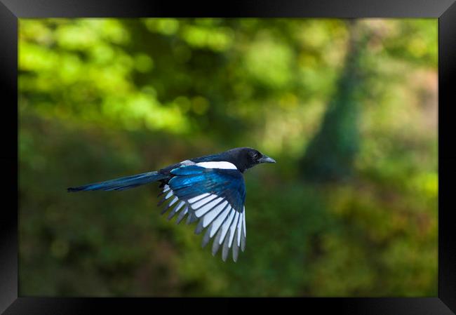 European magpie in flight Framed Print by Andrew Michael