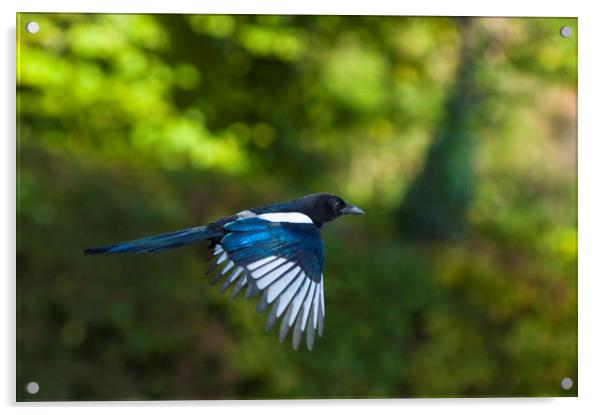 European magpie in flight Acrylic by Andrew Michael