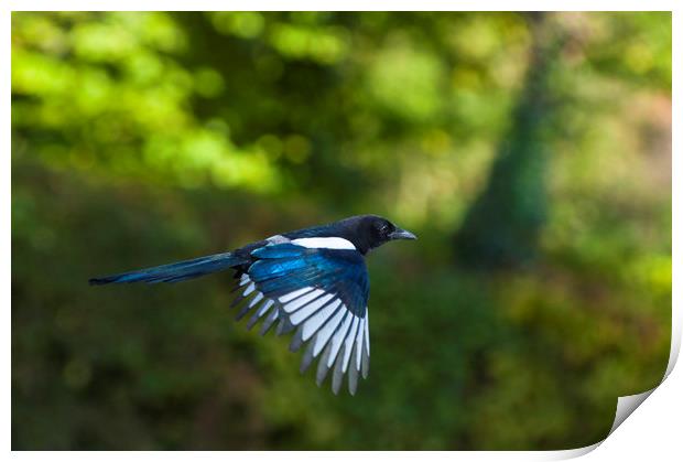 European magpie in flight Print by Andrew Michael