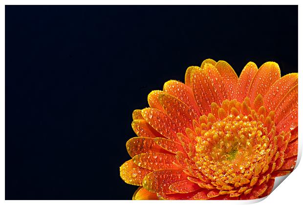 Orange Gerbera Print by David Blake