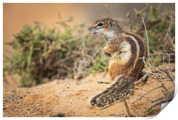  Barbary ground squirrel  Print by chris smith