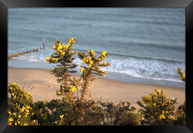 Gorse Framed Print by Chris Day