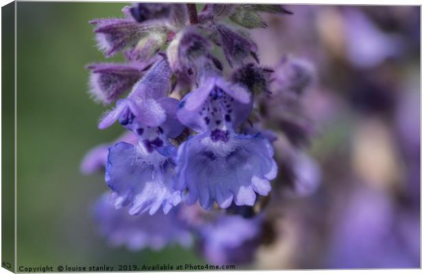 Blue Nepeta flowers Canvas Print by louise stanley