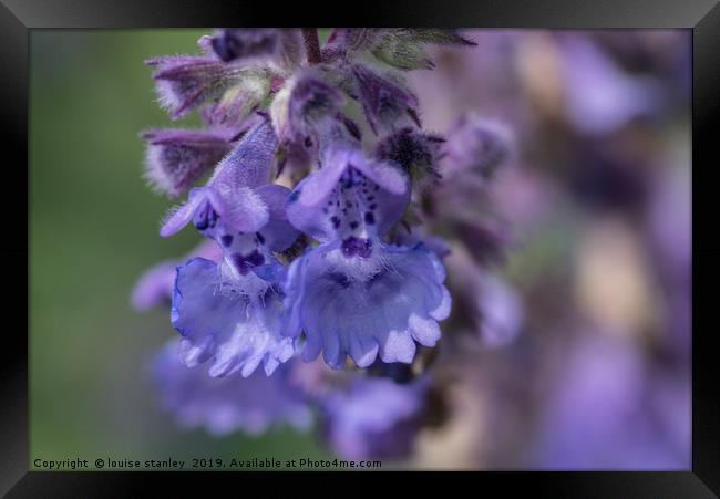 Blue Nepeta flowers Framed Print by louise stanley