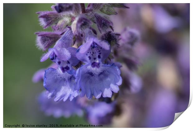 Blue Nepeta flowers Print by louise stanley