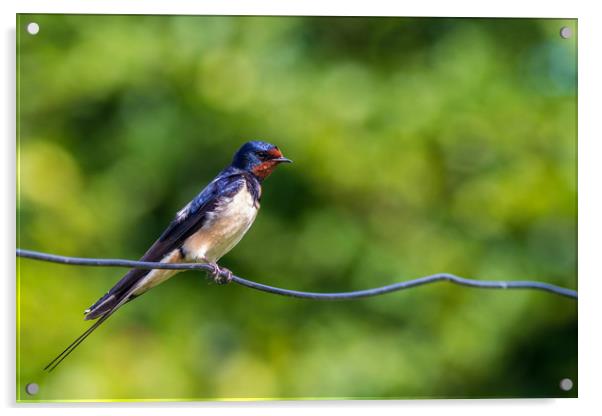 Swallow  (Hirundo rustica)    Acrylic by chris smith