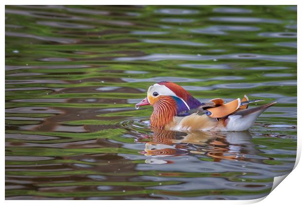 Mandarin duck     Print by chris smith