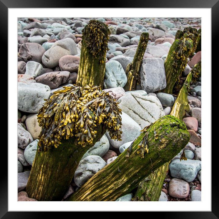 wooden groynes with seaweed     Framed Mounted Print by chris smith