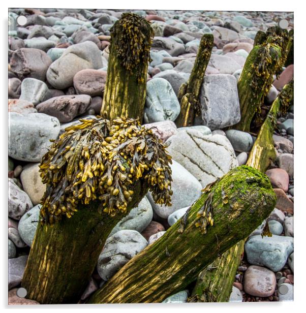 wooden groynes with seaweed     Acrylic by chris smith