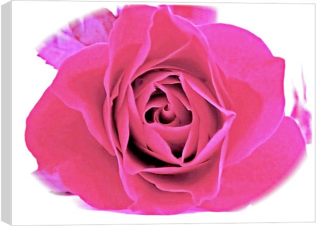 A Baby Pink Velvet Rose. Canvas Print by paulette hurley