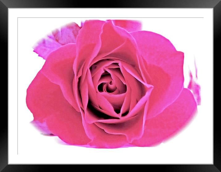 A Baby Pink Velvet Rose. Framed Mounted Print by paulette hurley