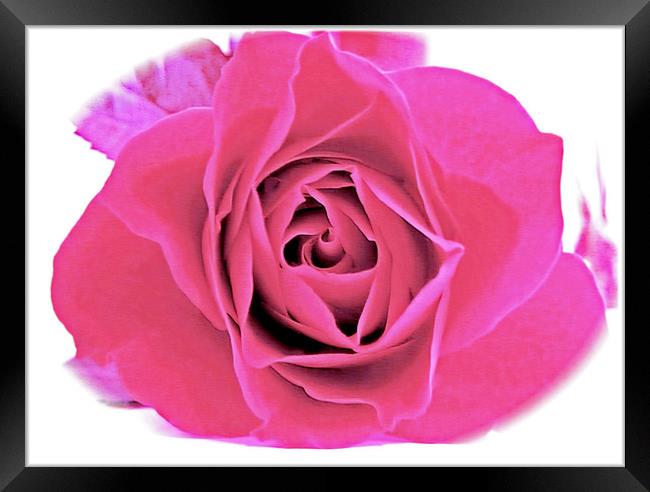 A Baby Pink Velvet Rose. Framed Print by paulette hurley