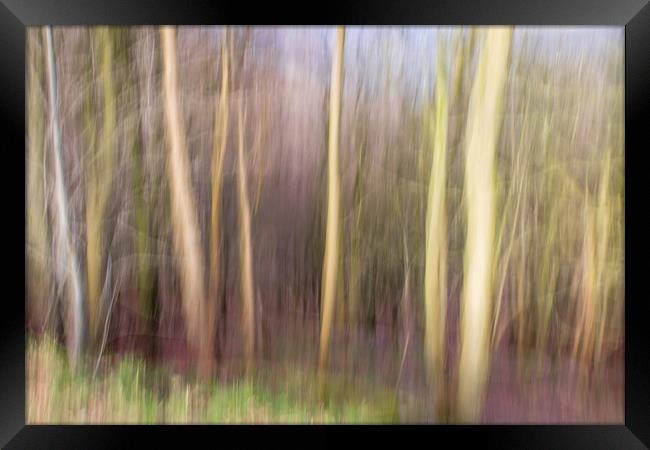 abstract blur forest  Framed Print by chris smith