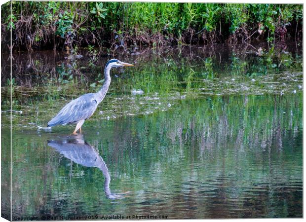Grey Heron standing in water at the edge of a lake Canvas Print by Paul Nicholas