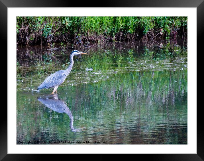 Grey Heron standing in water at the edge of a lake Framed Mounted Print by Paul Nicholas