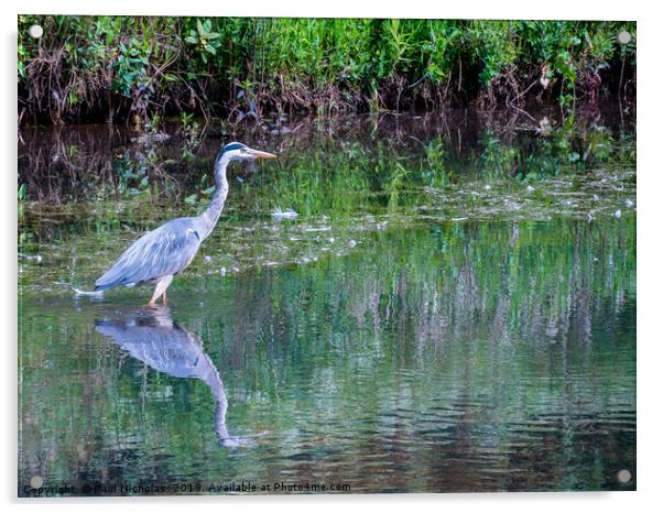 Grey Heron standing in water at the edge of a lake Acrylic by Paul Nicholas
