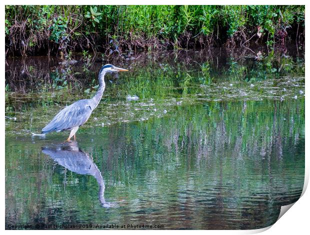 Grey Heron standing in water at the edge of a lake Print by Paul Nicholas