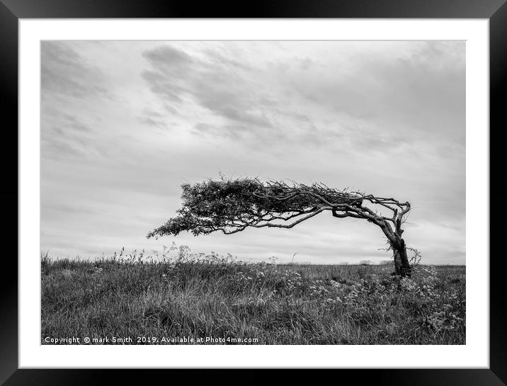 Weather Beaten Tree Framed Mounted Print by mark Smith