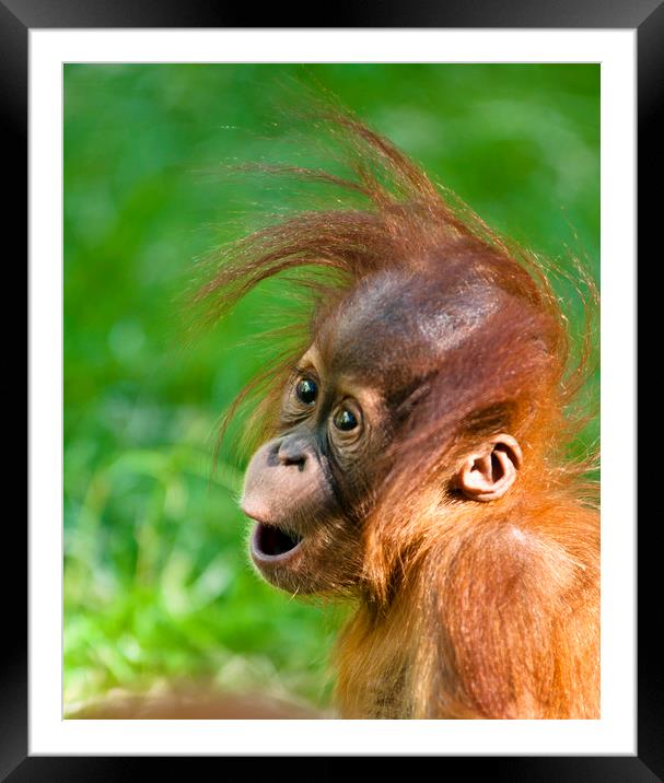 Baby Orangutan Framed Mounted Print by Andrew Michael