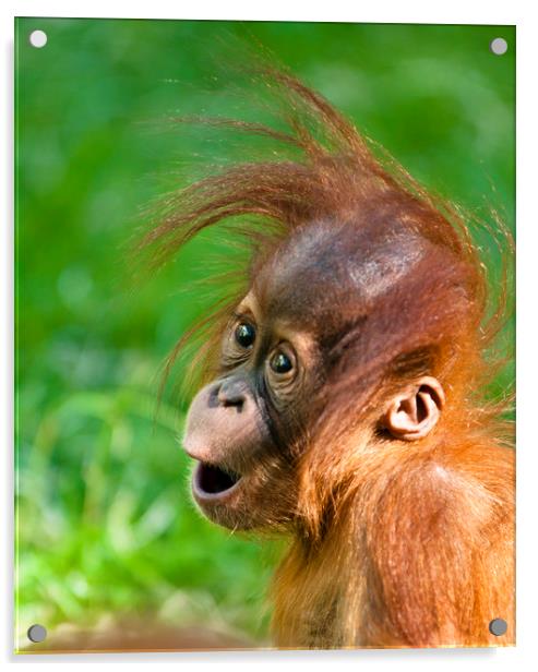 Baby Orangutan Acrylic by Andrew Michael