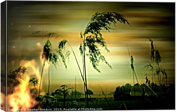 Burning Reeds Canvas Print by Heather Goodwin