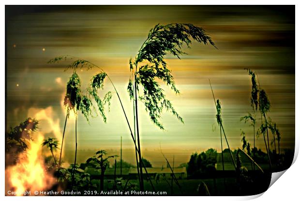 Burning Reeds Print by Heather Goodwin