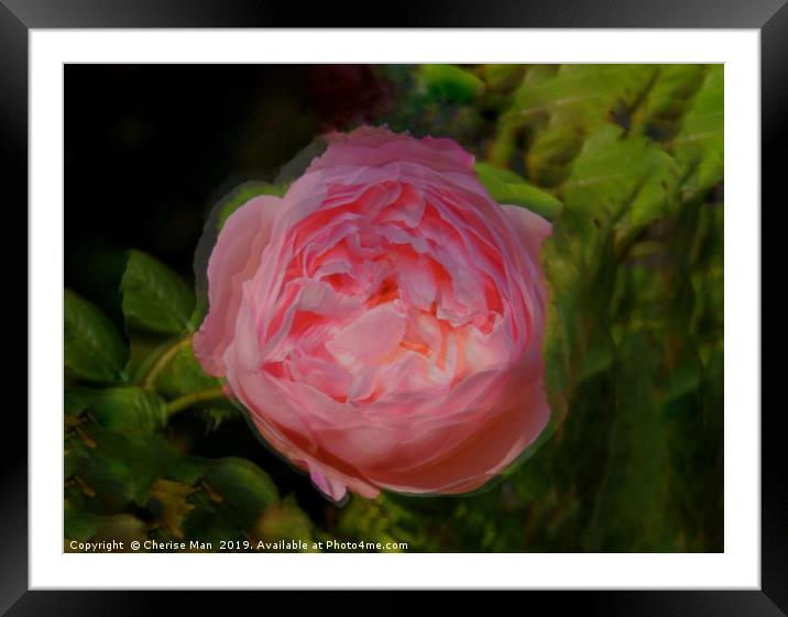 Pink rose flower  Framed Mounted Print by Cherise Man