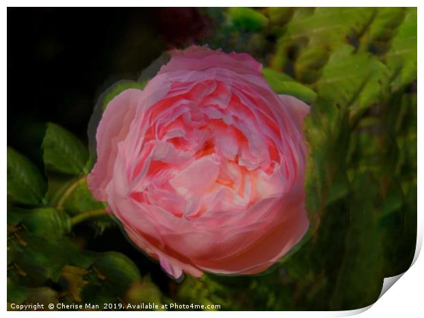 Pink rose flower  Print by Cherise Man
