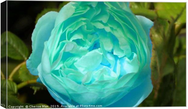Blue rose flower Canvas Print by Cherise Man