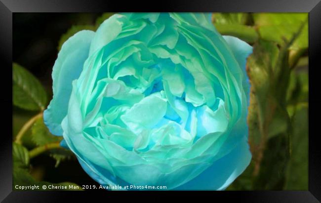 Blue rose flower Framed Print by Cherise Man