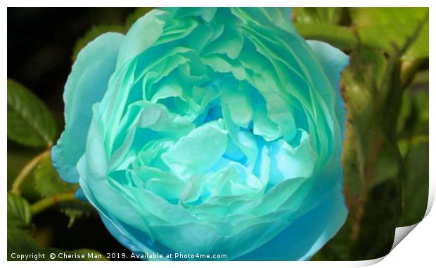 Blue rose flower Print by Cherise Man