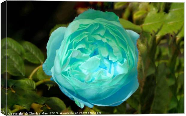 Blue rose flower Canvas Print by Cherise Man