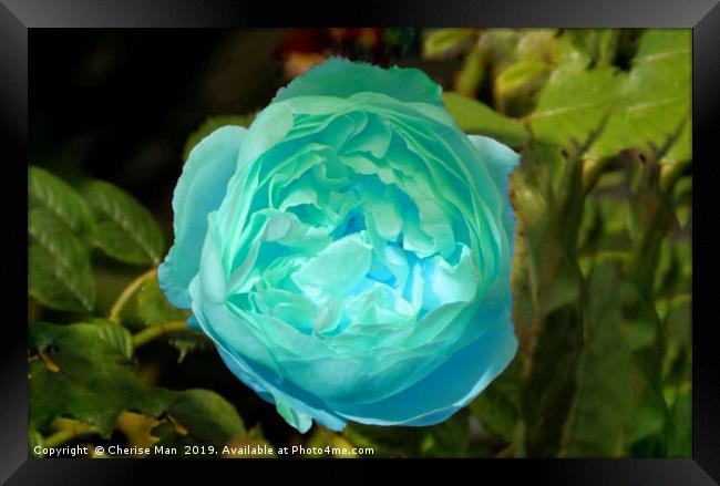 Blue rose flower Framed Print by Cherise Man