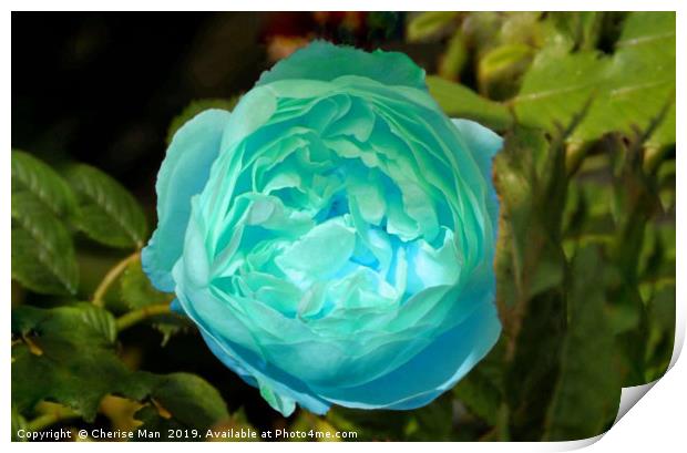 Blue rose flower Print by Cherise Man