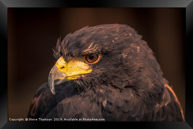 Hawk Framed Print by Steve Thomson