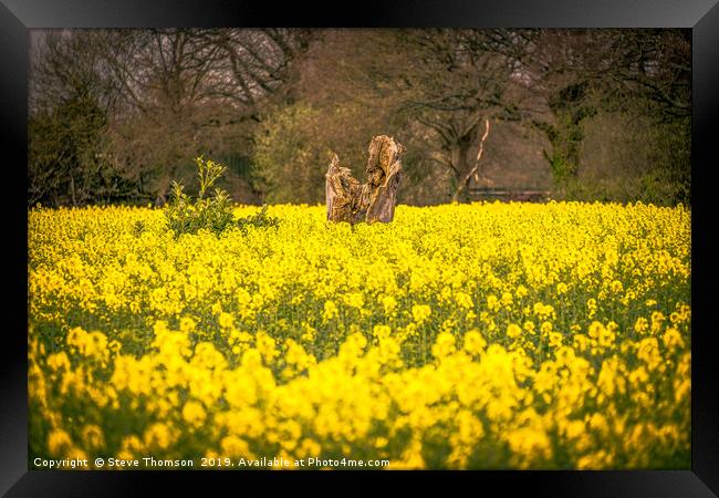 The Yellow Field Framed Print by Steve Thomson