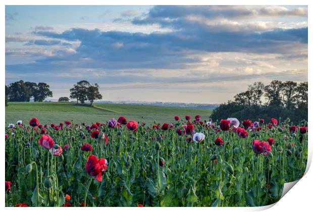 Poppy fields Print by James Sedgemore