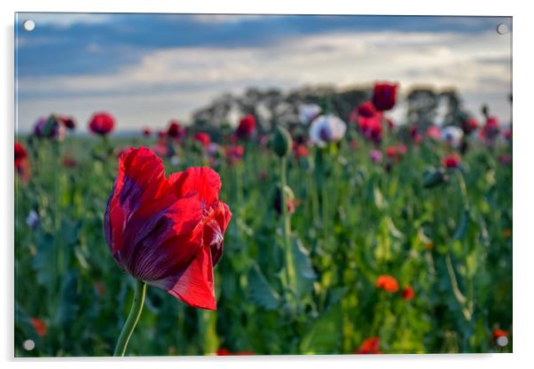 Poppy fields. Acrylic by James Sedgemore