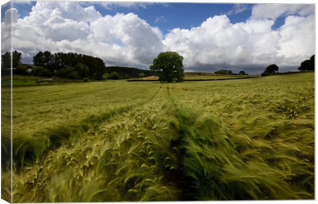 Barley Watering Canvas Print by David Neighbour