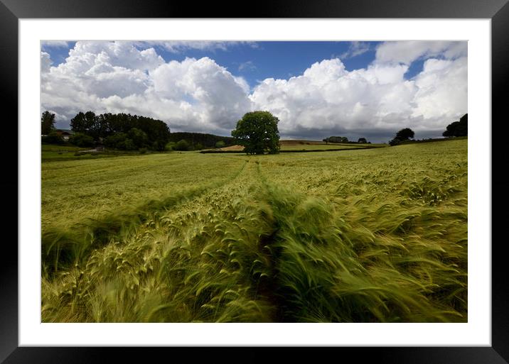 Barley Watering Framed Mounted Print by David Neighbour
