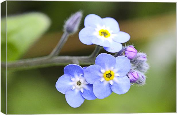 Forget-me Not Canvas Print by Brian Beckett