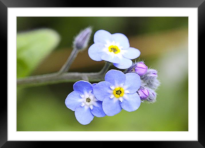 Forget-me Not Framed Mounted Print by Brian Beckett