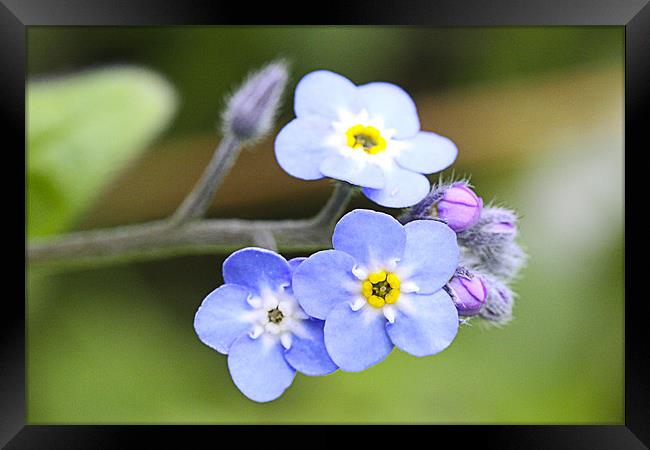 Forget-me Not Framed Print by Brian Beckett