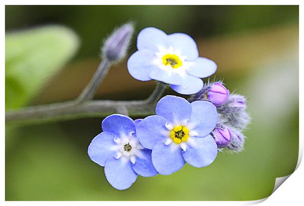 Forget-me Not Print by Brian Beckett