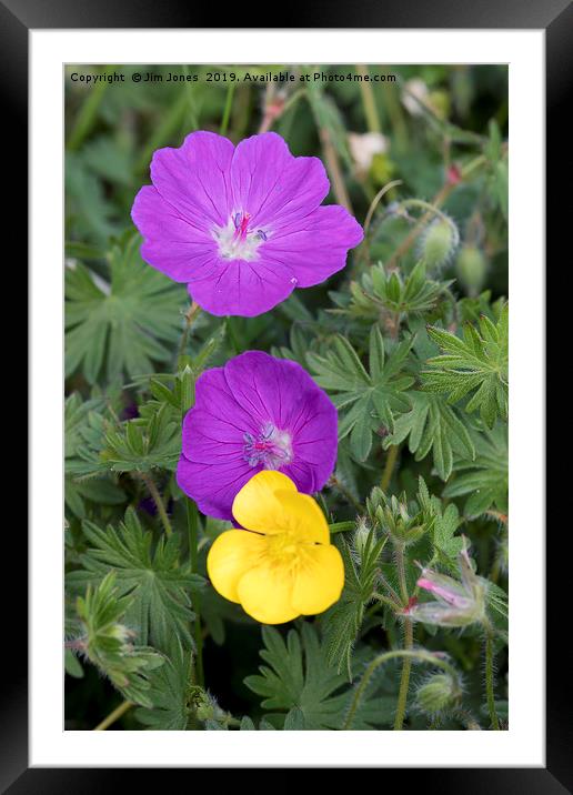 Wild flowers on the dunes Framed Mounted Print by Jim Jones